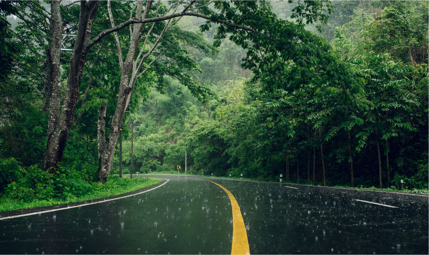 A rain-slicked road curves to the left in a forest.